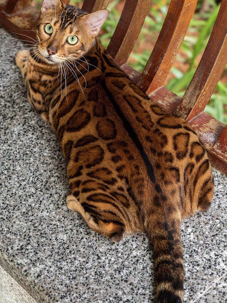 猫舍直销,批发价出售,孟加拉豹猫
